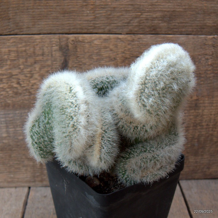 D6539 CLEISTOCACTUS STRAUSII CRESTED pot12-H18-W19 cm MaMa Cactus