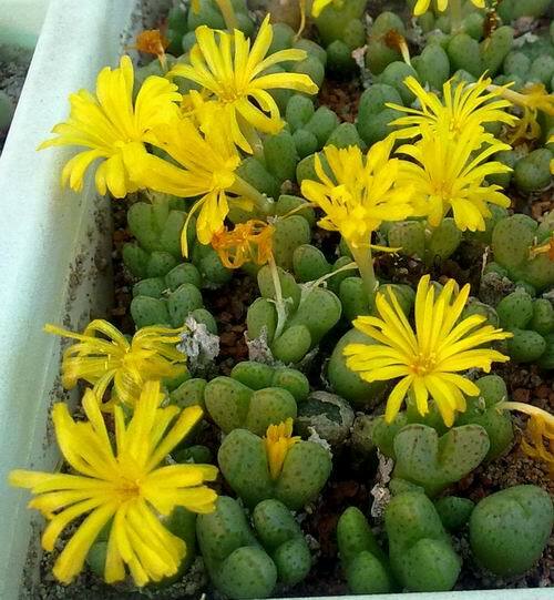 CONOPHYTUM MIX SEEDS 100 PCS 2022 harvest /approximately 20 species/