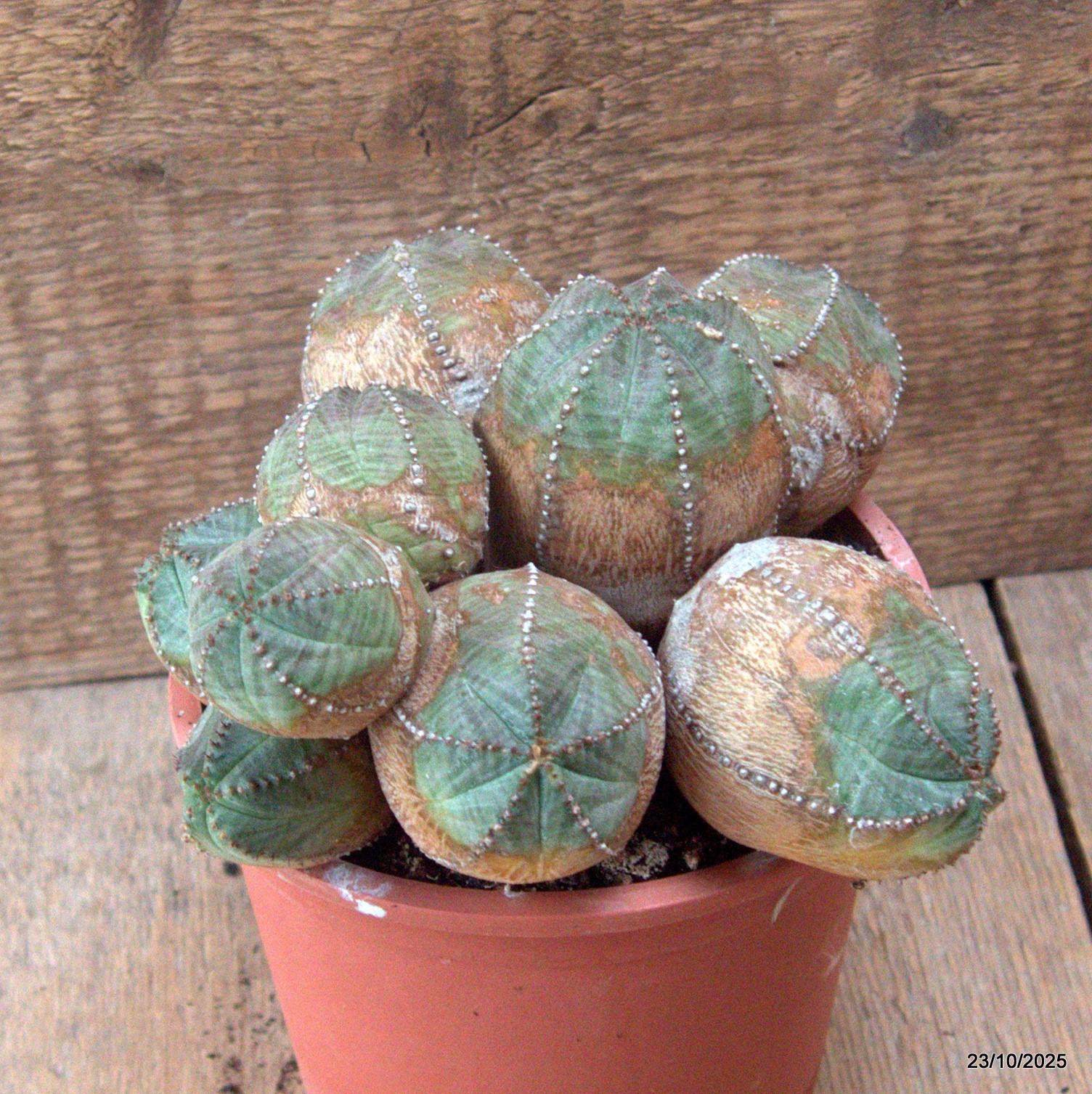 D7157 EUPHORBIA PSEUDOGLOBOSA pot13-H11-W19 cm MaMa Cactus