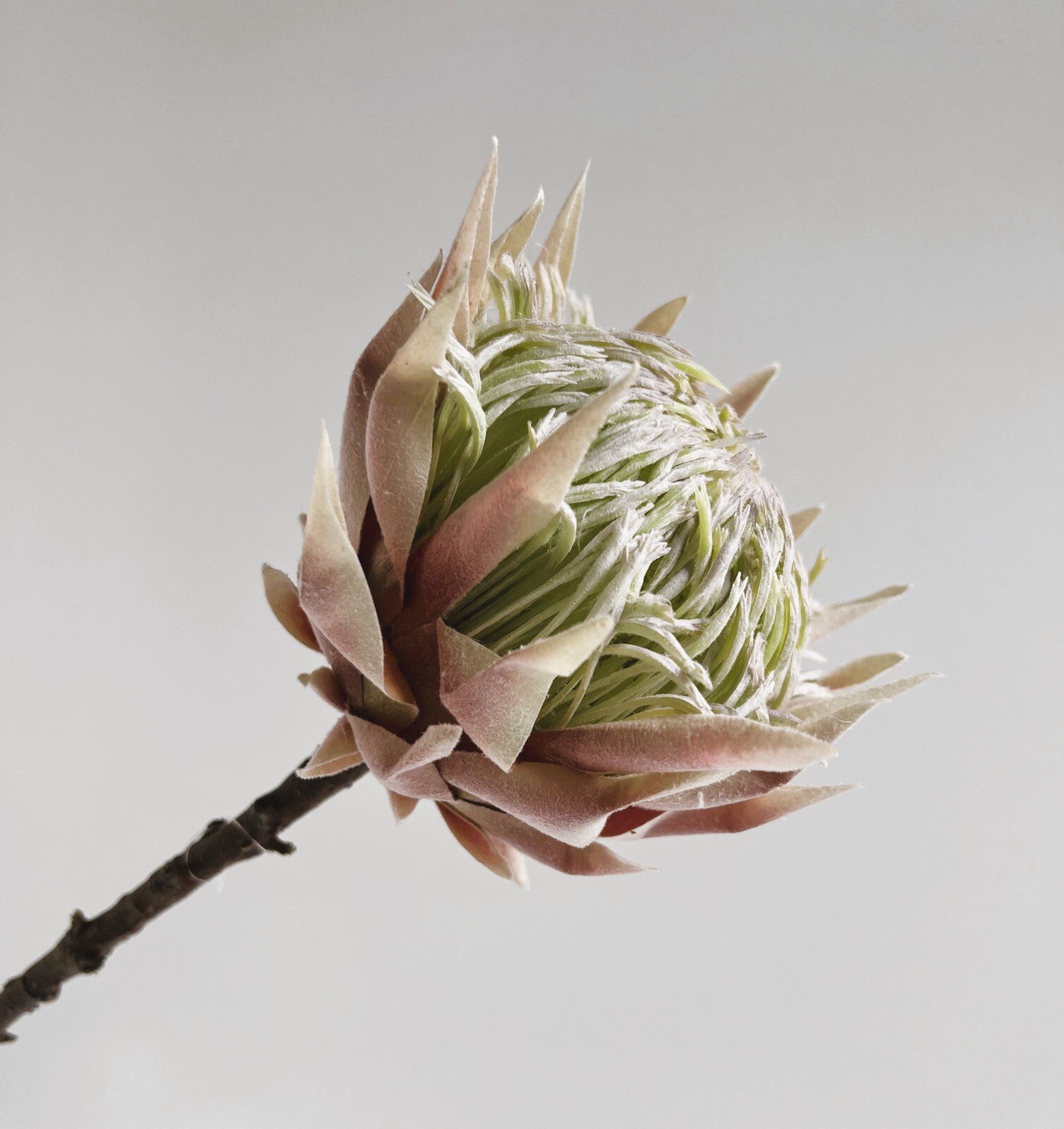 King Protea Stem Australian Native Flowers Blush Cream Protea Flower Stem x 1