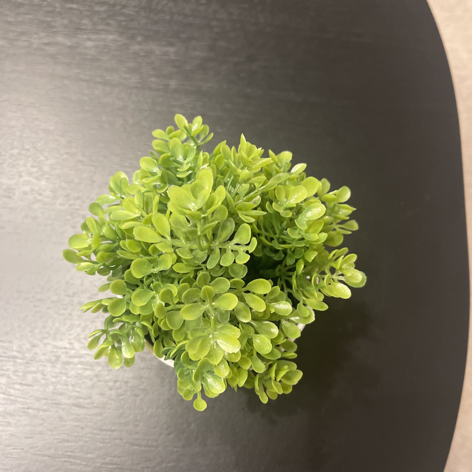 Threshold Potted Faux Boxwood Plant 5” NEW