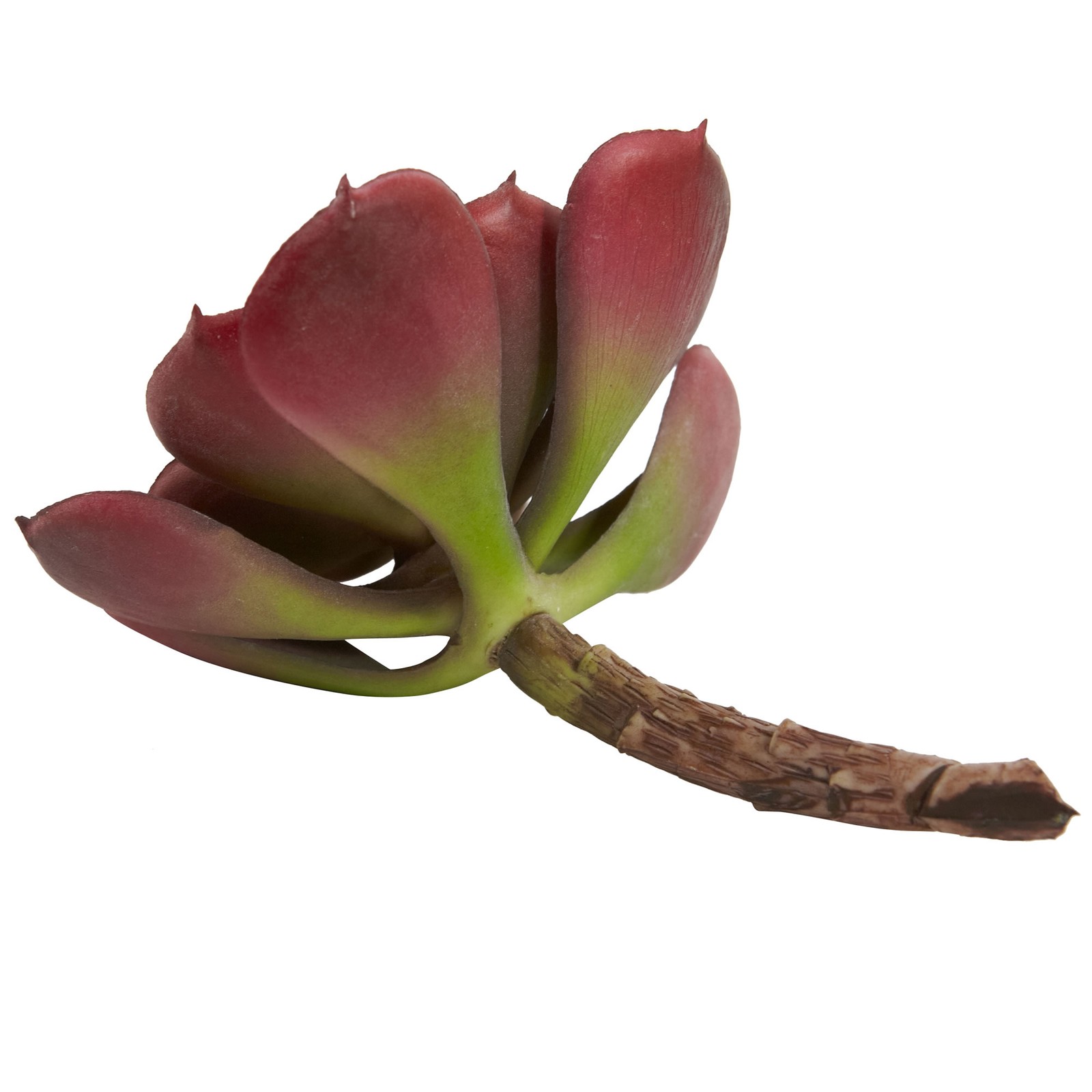 Echeveria Succulent Plant Burgundy Set Of 12 Nearly Natural 6” Realistic Decor