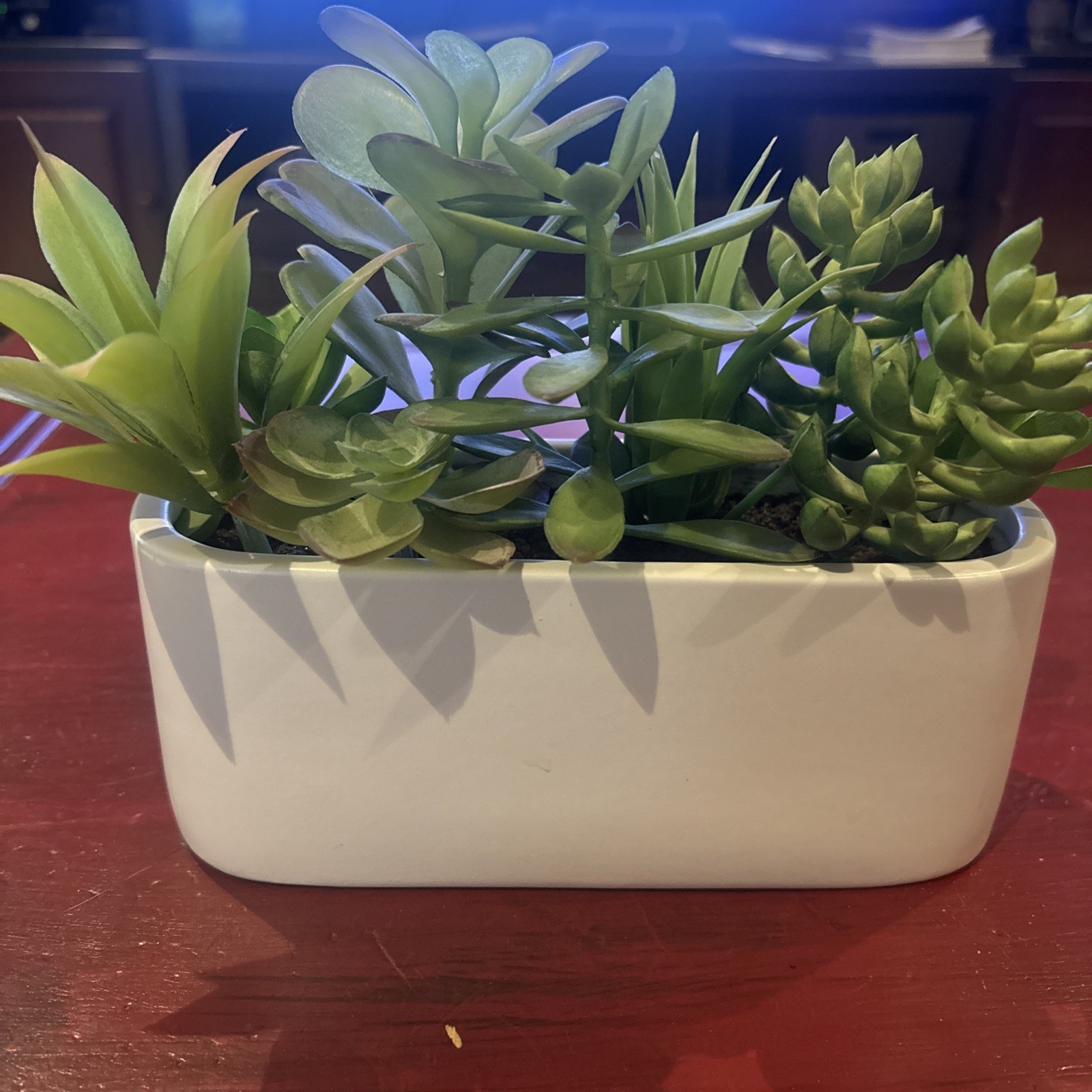 Succulent Plant Artificial