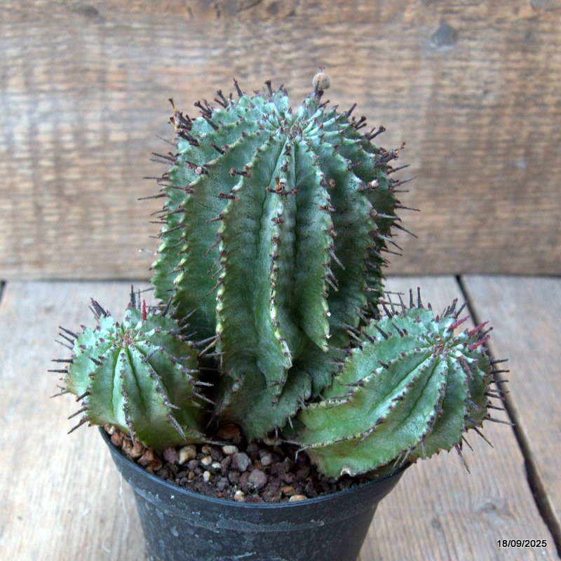 D6496 EUPHORBIA HORRIDA pot10-H13-W14 cm MaMa Cactus