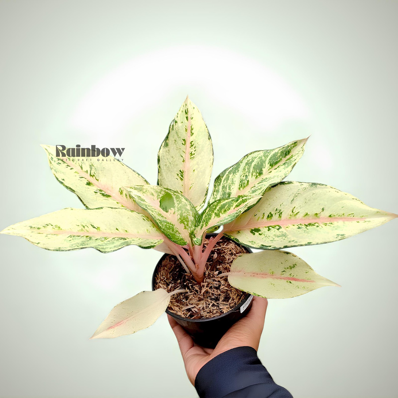 Aglaonema Cinderella Beatiful Ornamental Plant