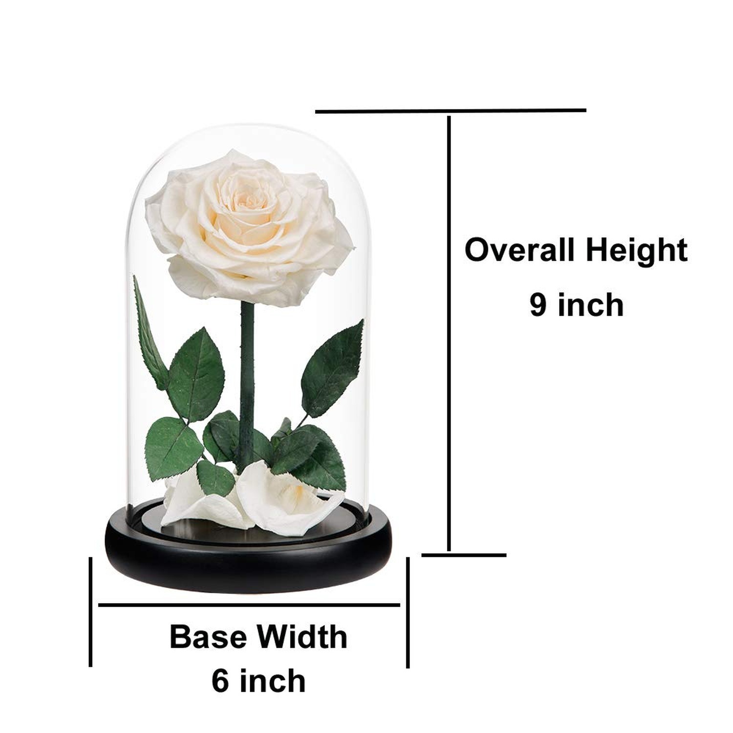 Preserved Roses White Roses Handmade Real Rose in Glass Dome, Roses Never Wit…