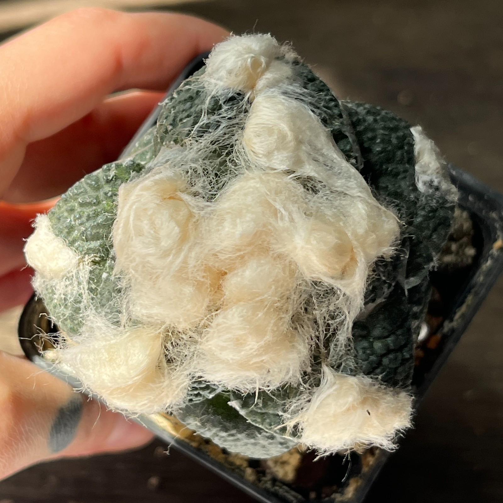 A53-1061 Cactus lloydii cv. Ball shape, grafted