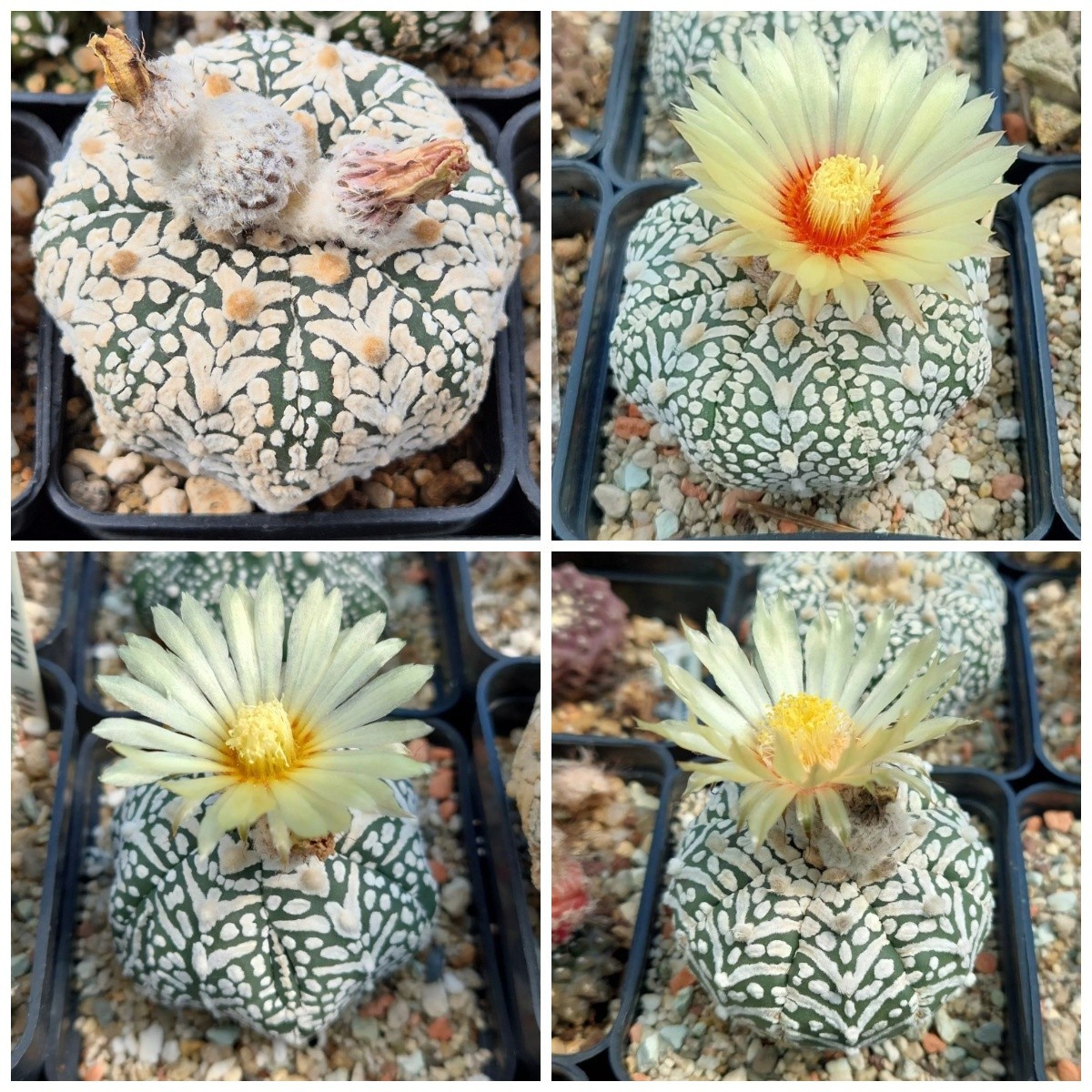 Astrophytum asterias ‘Super Kabuto’ V- tipe mix 10seeds harvest 2025