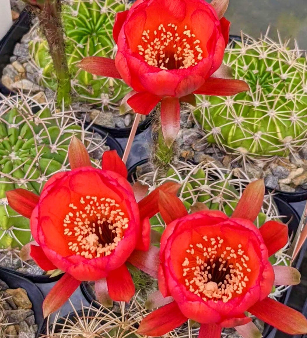 Echinopsis obrepanda 100 SEEDS – Rare Cactus SEEDS