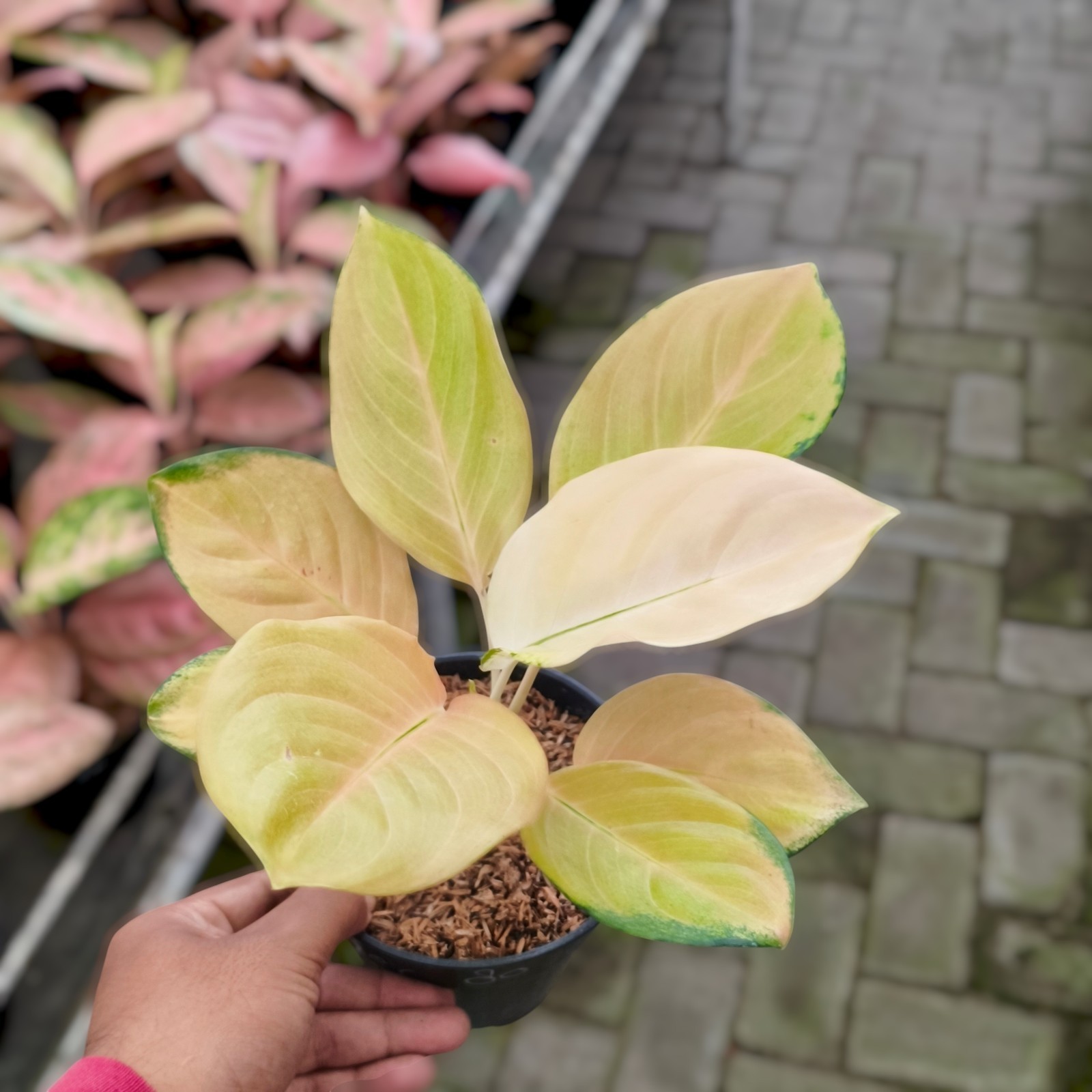 Aglaonema Golden Angel Ornamental Plant