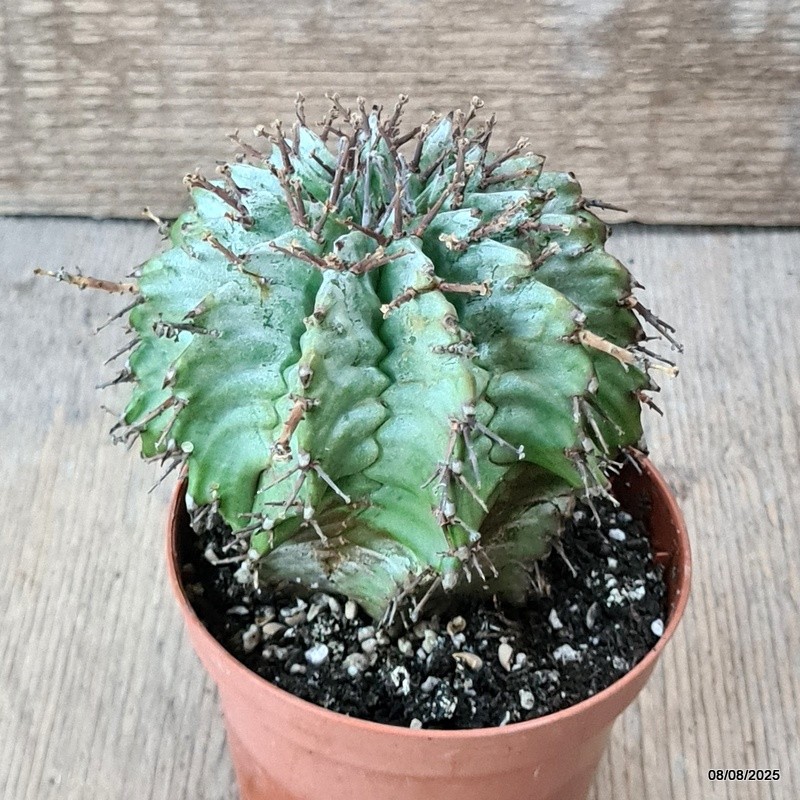 D5795 EUPHORBIA HORRIDA SNOWFLAKE pot8,5-H9-W9 cm MaMa Cactus