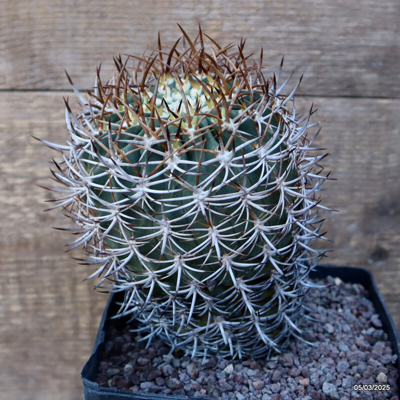 D3184 ERYOSICE CERATISTES GRAFT pot14-H16-W11 cm MaMa Cactus