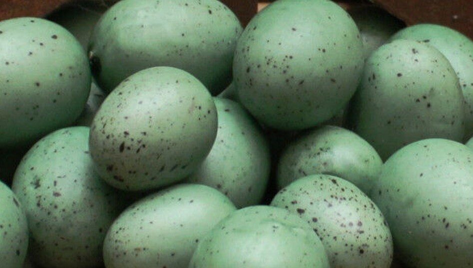 Set 6 Teal Blue Green Speckled Bird Eggs 3/4”- 1” Robin Eggs