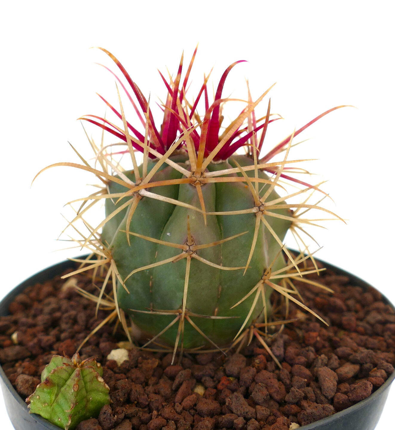 Ferocactus cylindraceus x rectispinus + Euphorbia – California barrel cactus | C