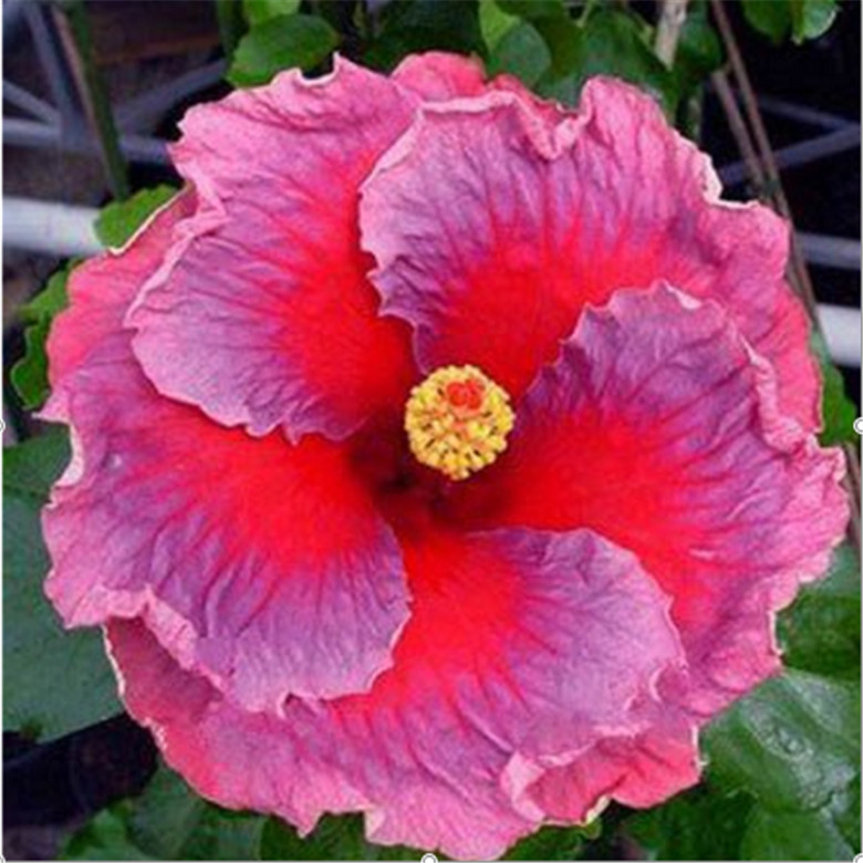 (10) HIBISCUS SEEDS perennial flower garden bed bush plant USA SELLER W/TRACK