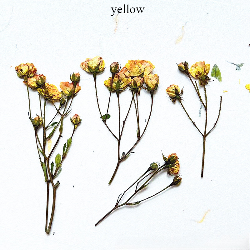 12pcs Handmade Dried Rose with Many Buds Natural Flower Specimen Plant Materials
