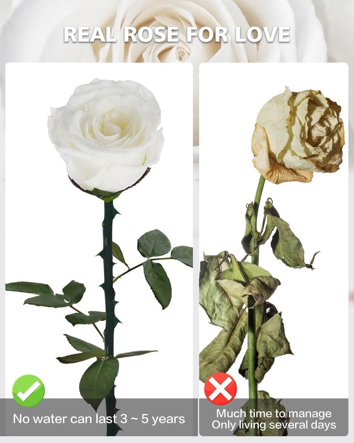 Preserved Flowers Gifts for Women: Mothers Day Birthday Christmas Anniversary…
