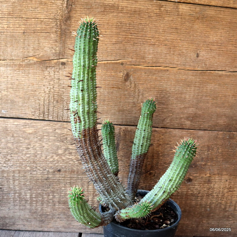 D4486 EUPHORBIA FEROX pot15-H36-W25 cm MaMa Cactus