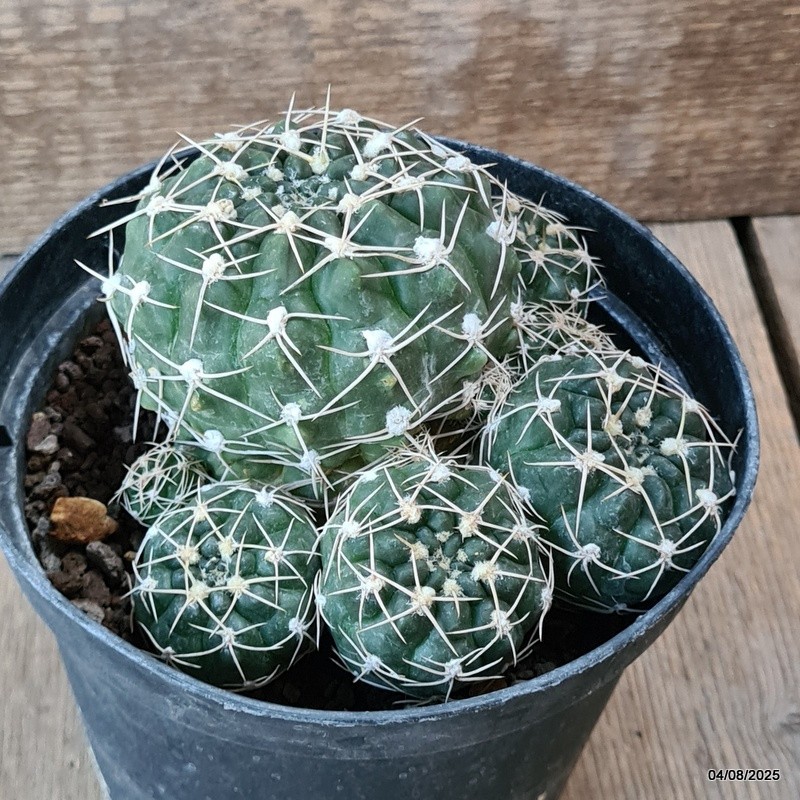 D5732 GYMNOCALYCIUM DENUDATUM pot14-H8-W13 cm MaMa Cactus