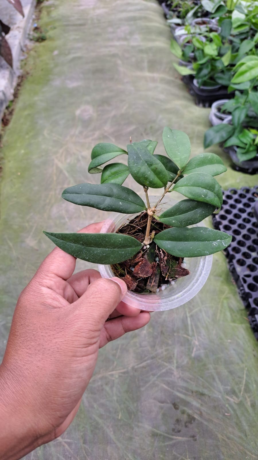 Hoya Danumensis Ssp Amarii Rare Tropical Wax Plant
