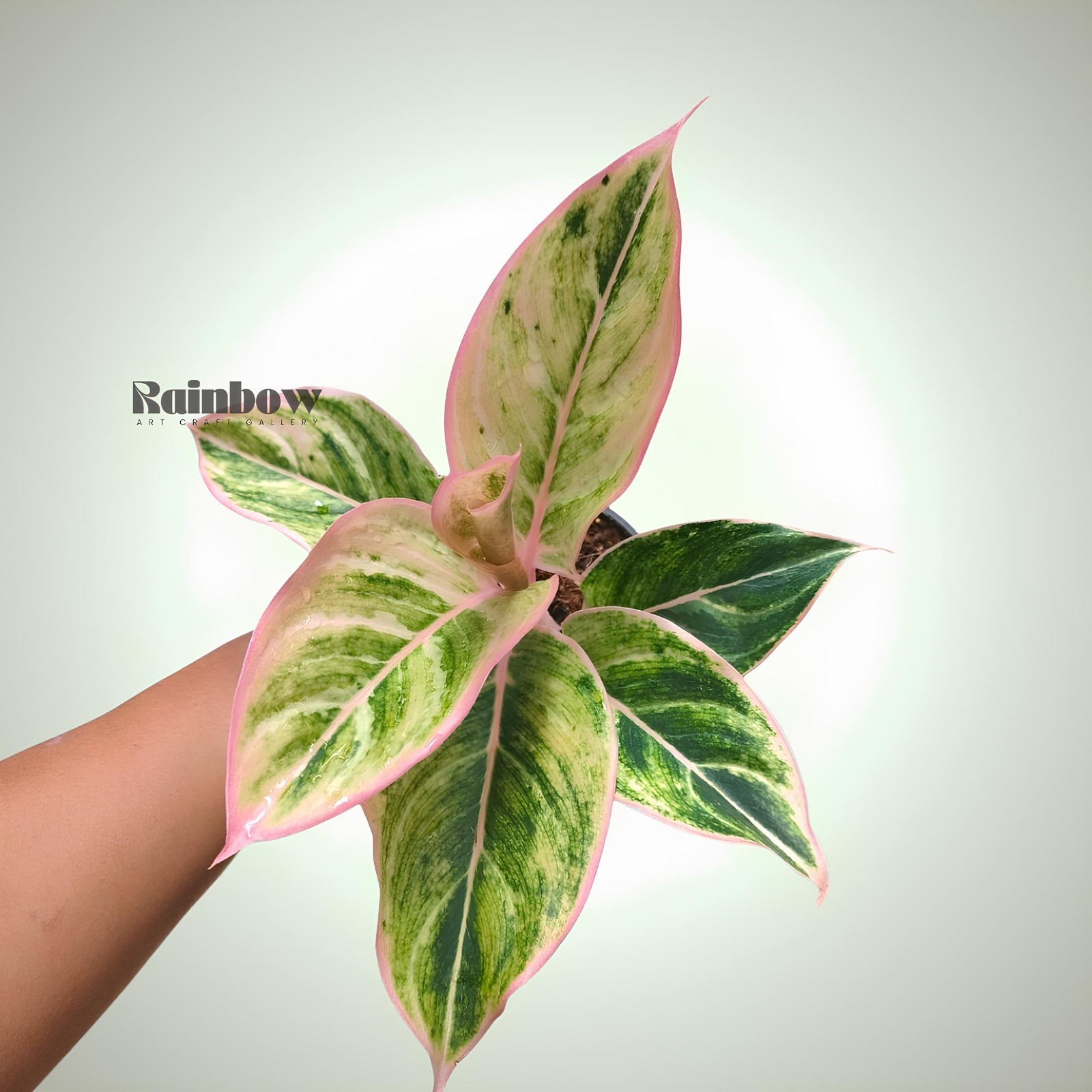 Aglaonema Dejavu Beatiful Ornamental Plant