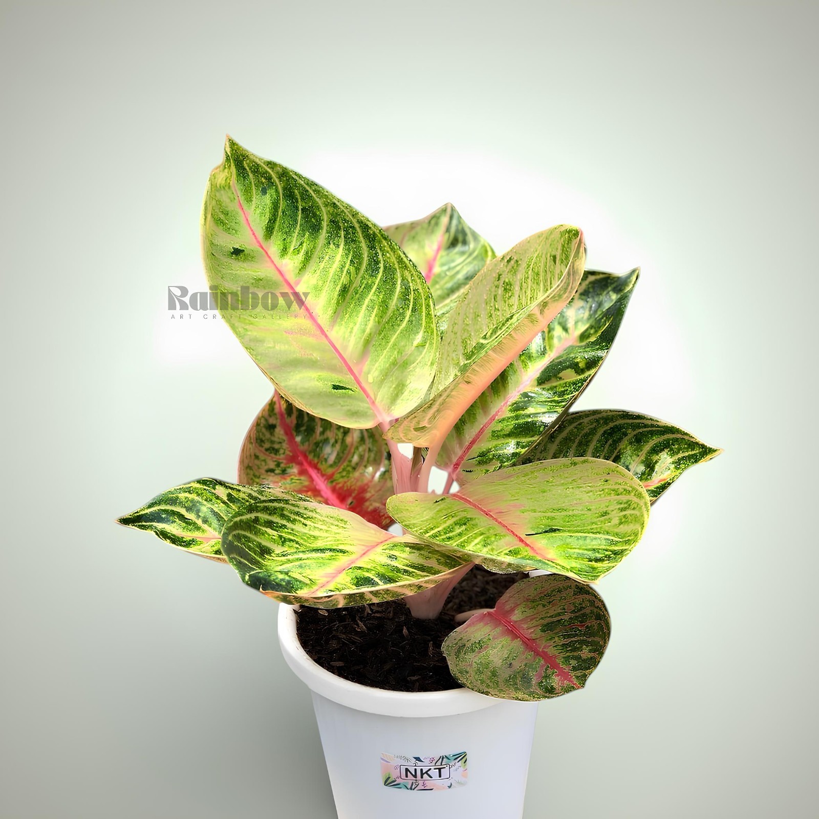 Aglaonema Moonlight Beatiful Ornamental Plant