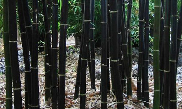 100 BLACK Bamboo Seeds – Phyllostachys nigra – Hardy Rare Plant