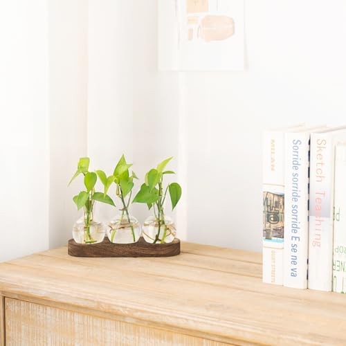 Desktop Plant Propagation Station Glass Planter Terrarium with Medium Brown