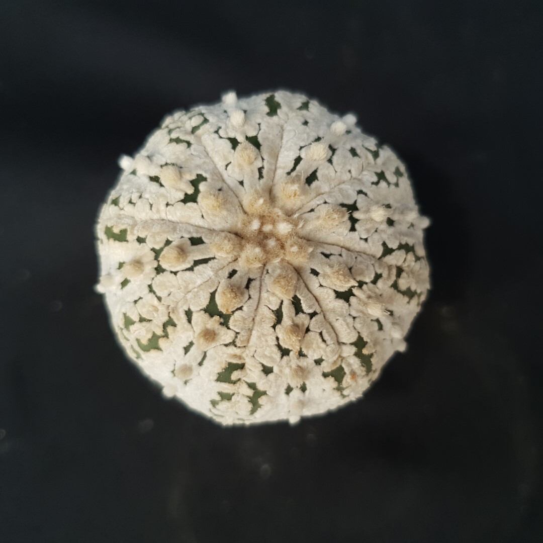 Astrophytum asterias ‘SUPER KABUTO’ seedling, seedgrown
