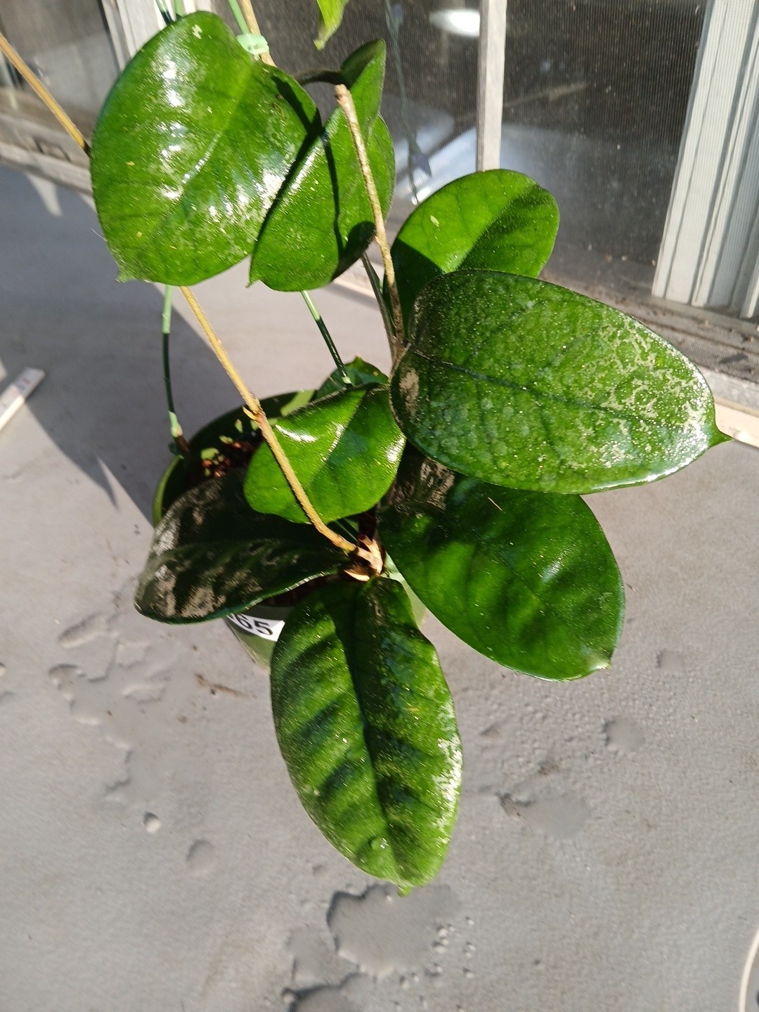 #865- HOYA FUNGI LIVE PLANT, LARGE LEAVES, LARGE PLANT,5″INCHES HANGER POT,
