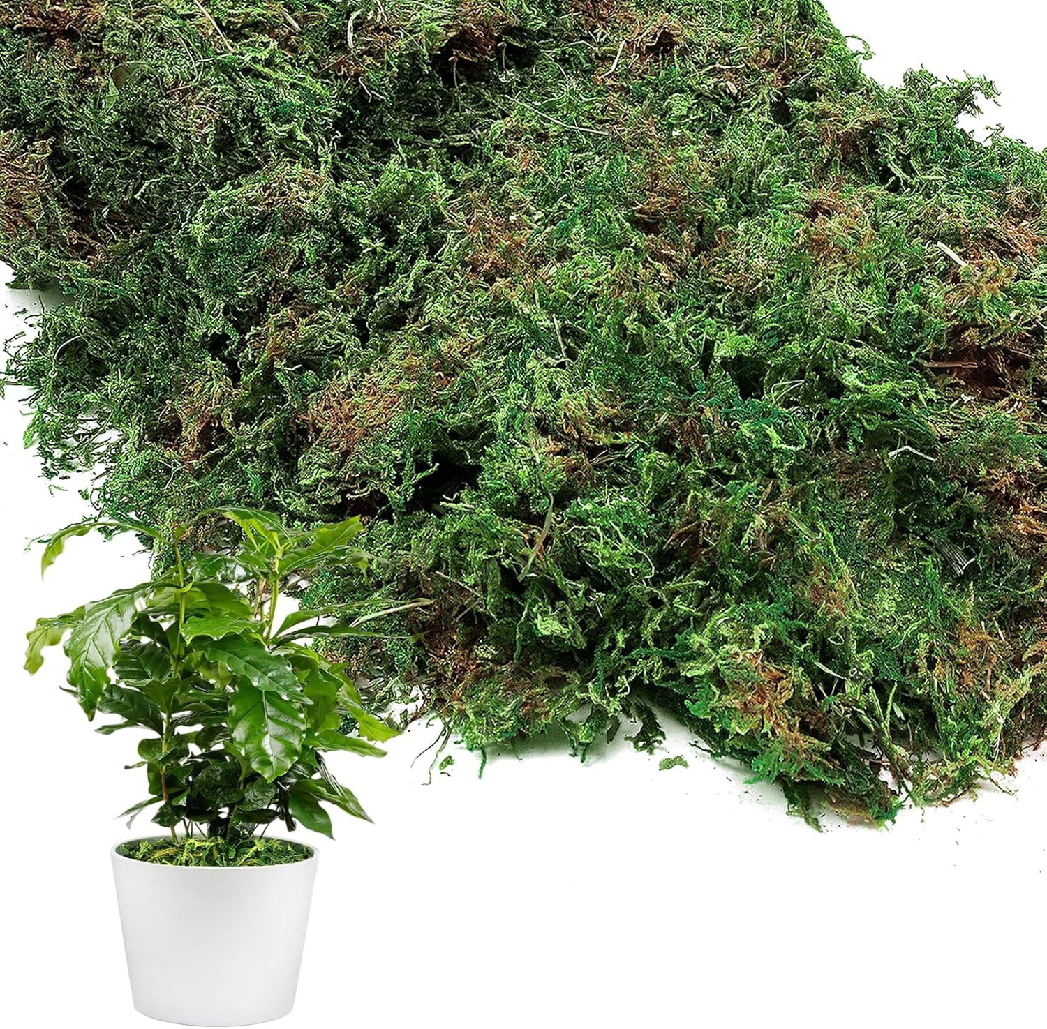 10Oz Natural Green Moss for Plants Indoor – Dried Forest Real Moss for Crafts, A