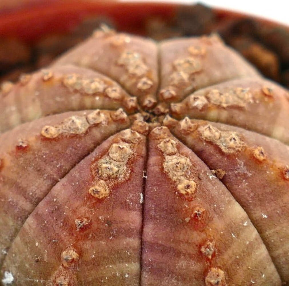 Euphorbia obesa BROWNISH WITH TOP MARKS 5004 – Baseball plant | Sea urchin plant