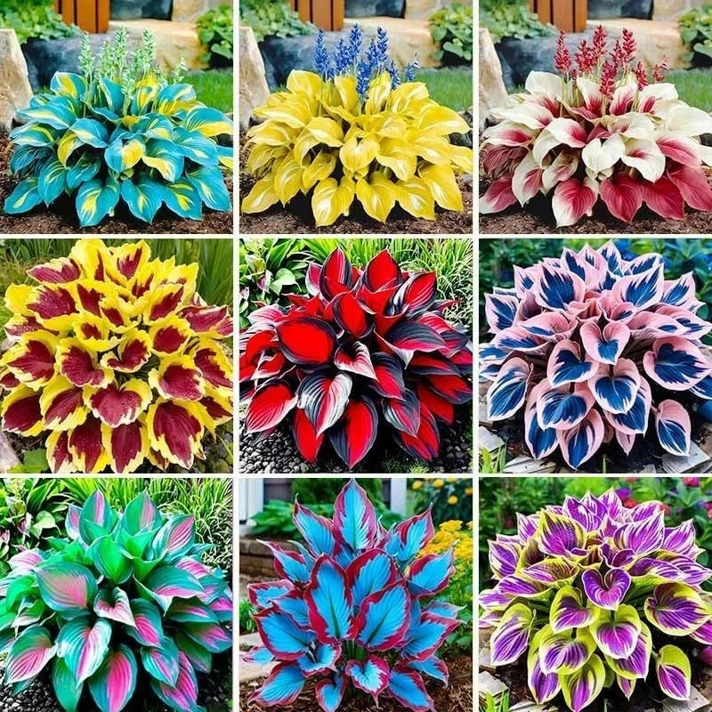 400Pcs Perennial Hosta Seed for Planting- Non-GMO Heirloom Plant Seeds Garden Ou