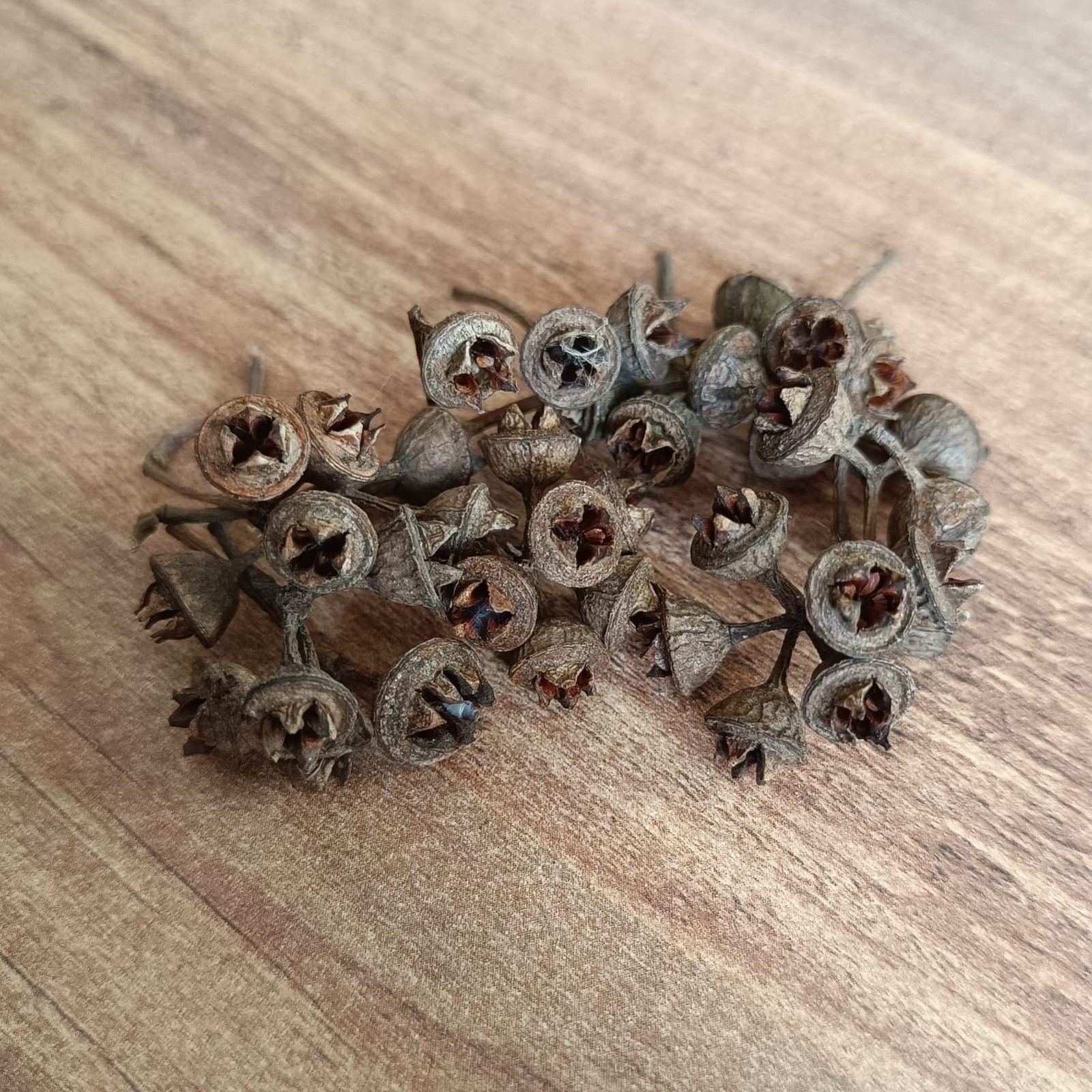 50 Pcs Dried Eucalyptus Seed Pods Natural Eucalyptus Capsules Craft Decor