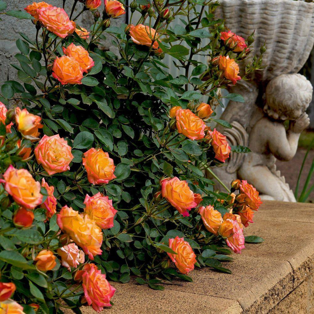 2.5 In. Rose Miniature Orange Honey with Orange Flowers (8-Pack)