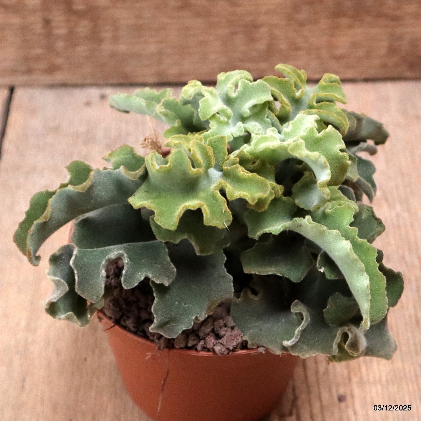 D7663 KALANCHOE BEHARENSIS pot10-H11-W14 cm MaMa Cactus