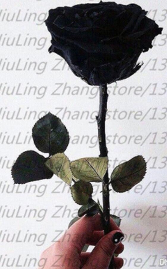 (10) RARE BLACK ROSE SEEDS perennial flower garden bush tea USA SELLER W/TRACK