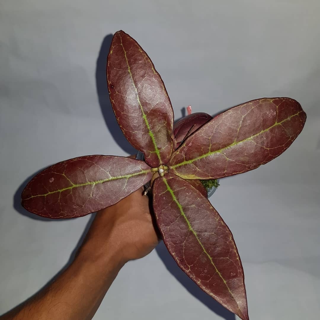 Hoya Buntokensis Red Sp Borneo