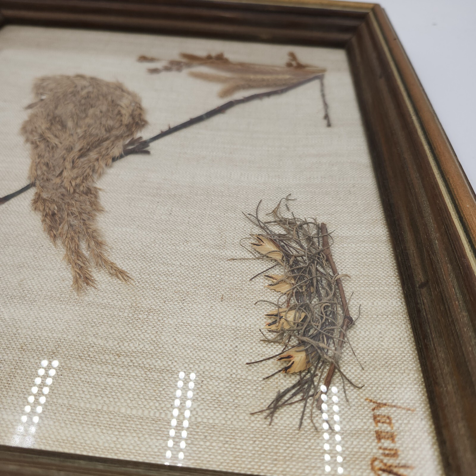 Vintage dried pressed flowers weeds taxidermy wall art bird 14 x 16 wood frame