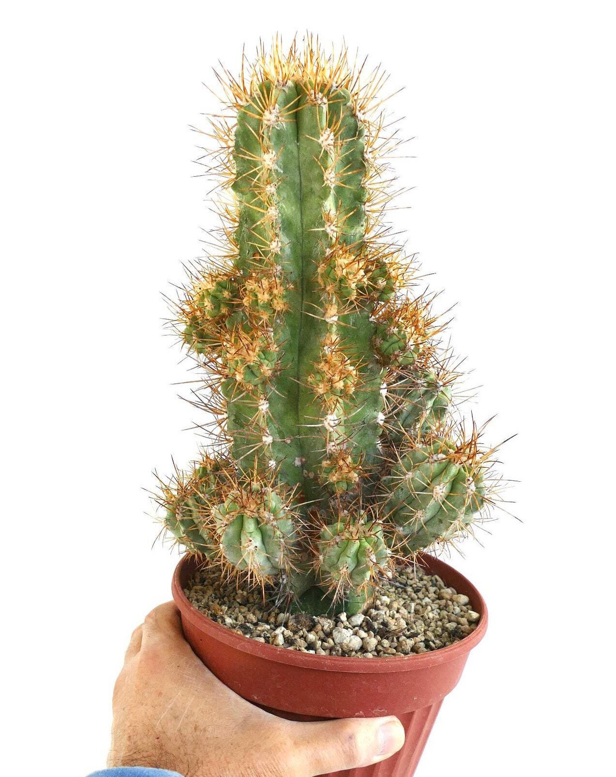 Copiapoa solaris 23 HEADS GRAFTED – NO crested serpentisulcata