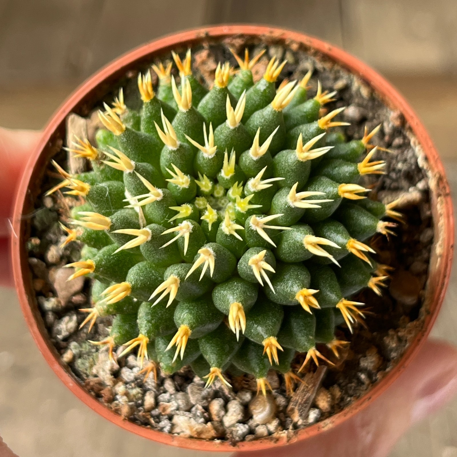 A17-1679 Mammillaria comptotricha cv. BRU, own root