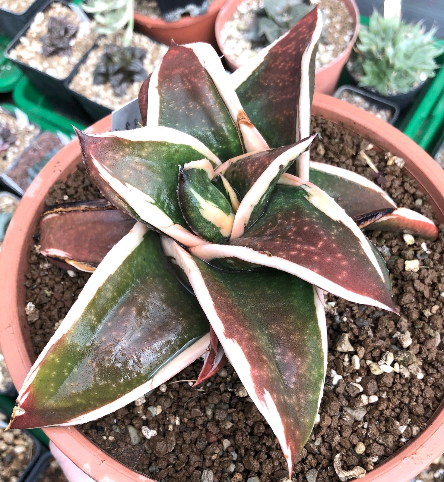 Gasteria cv GAGYU-RYU NISHIKI WHITE VARIEGATED –