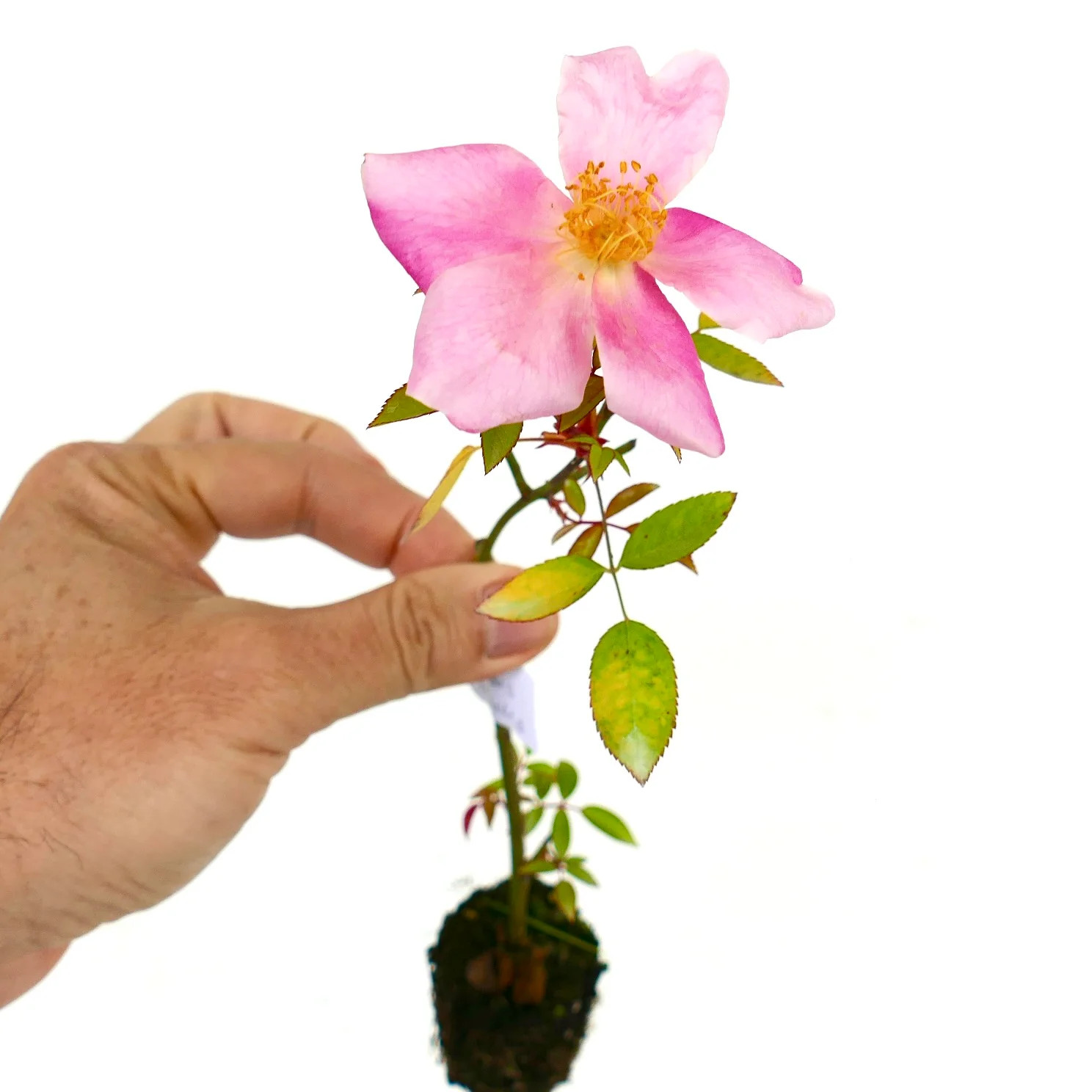 Rosa canina – Dog rose