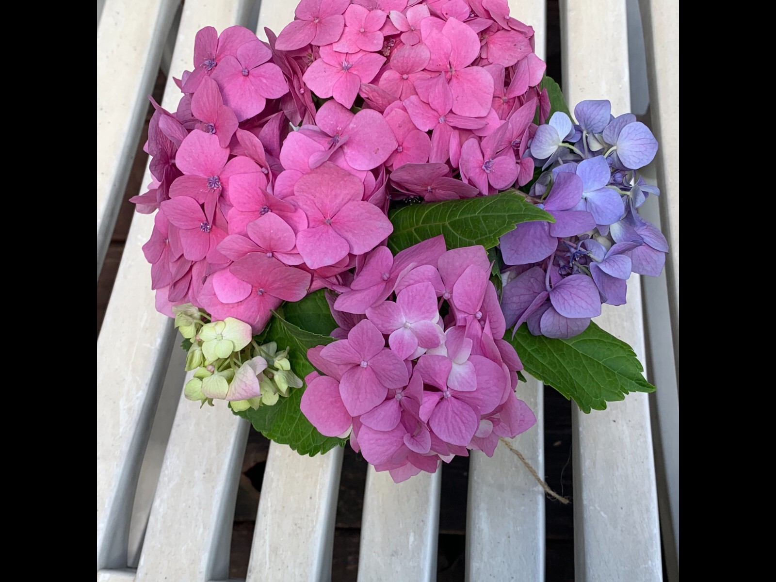 Fresh Cut Variety Flowers – Garden of Eden Flower Company