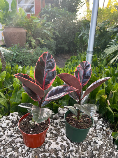Ruby Rubber Tree Plant Ficus elastica 6″ Pot | Indoor and Outdoor Live Tropical
