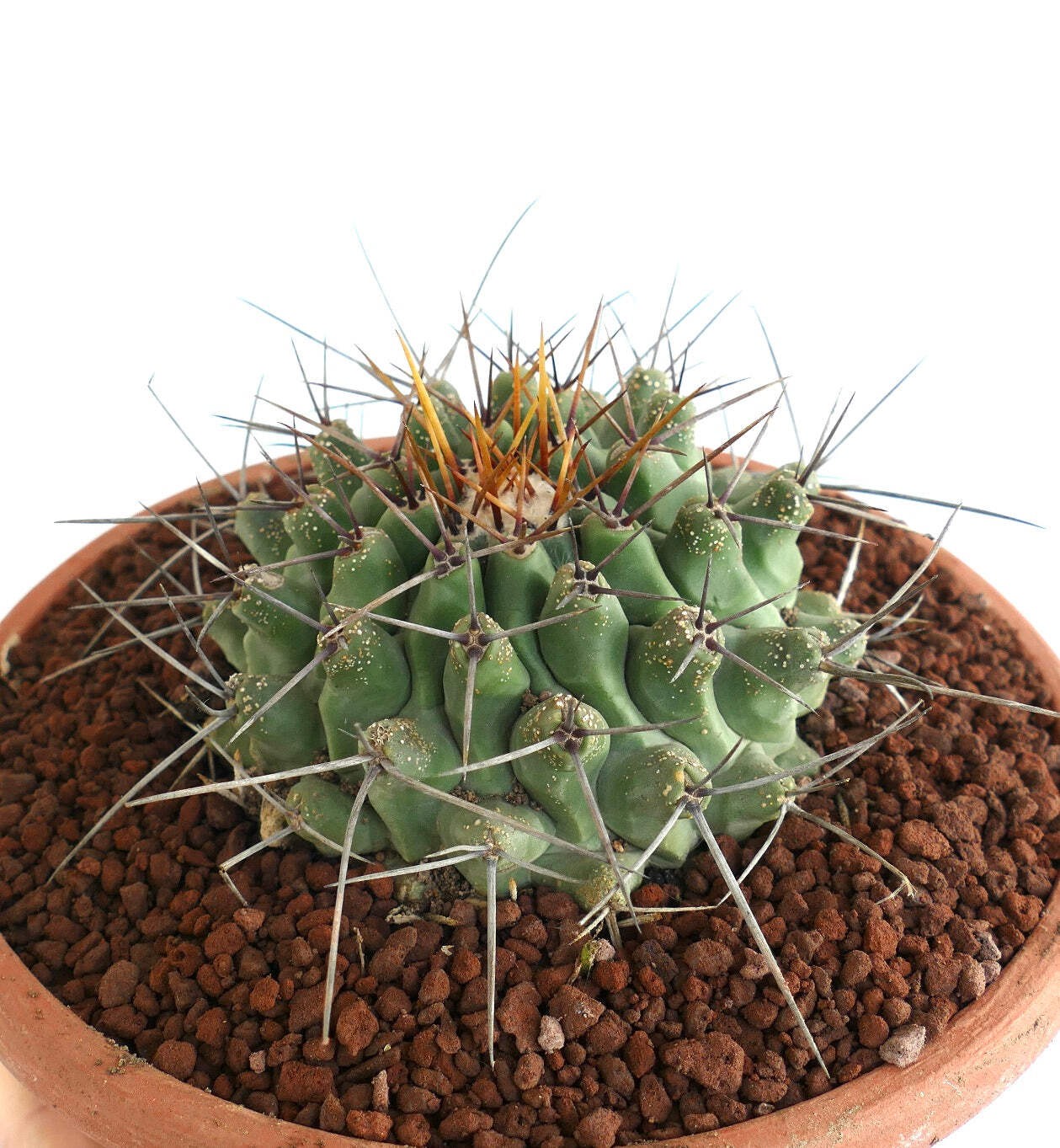 Thelocactus rinconensis SELECTED SPECIMEN – Rincon cactus | Thelocactus