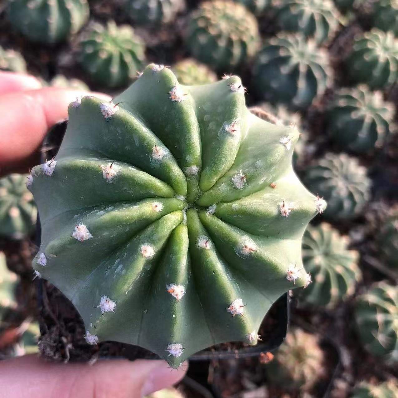 One of Special Beautiful SUCCULENT Cactus Red colour flower rooted plants