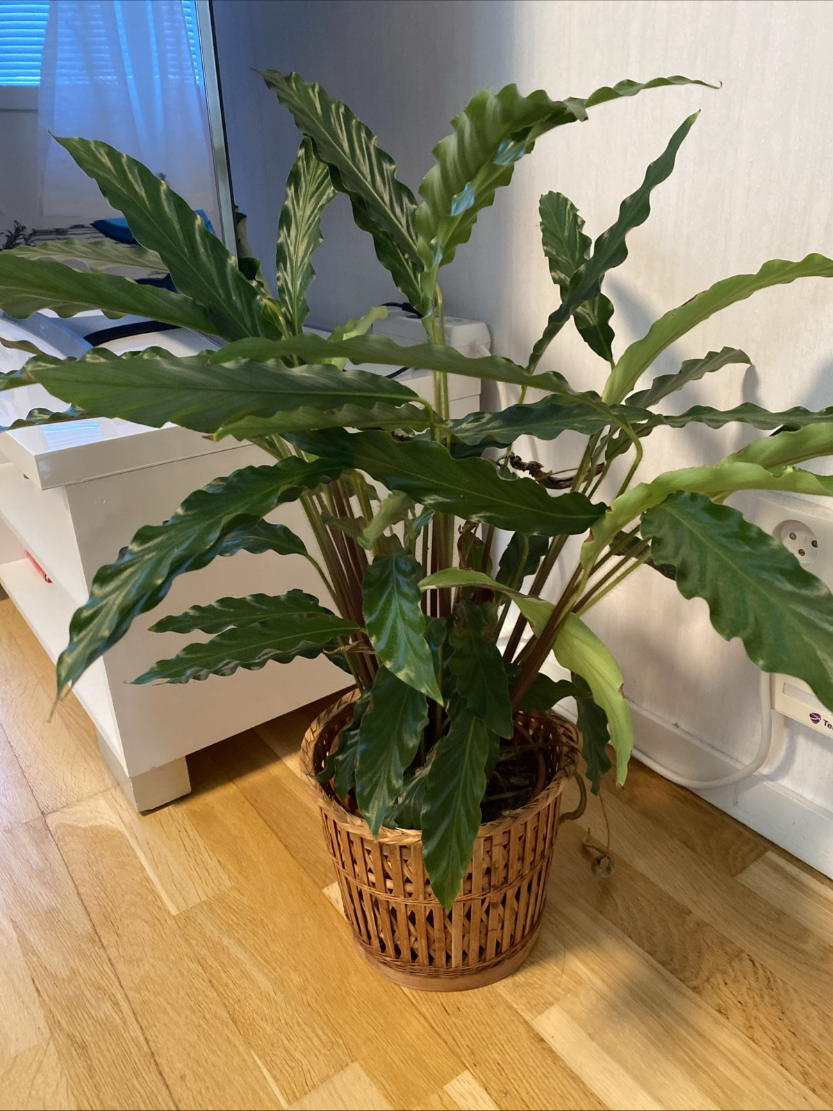 plant