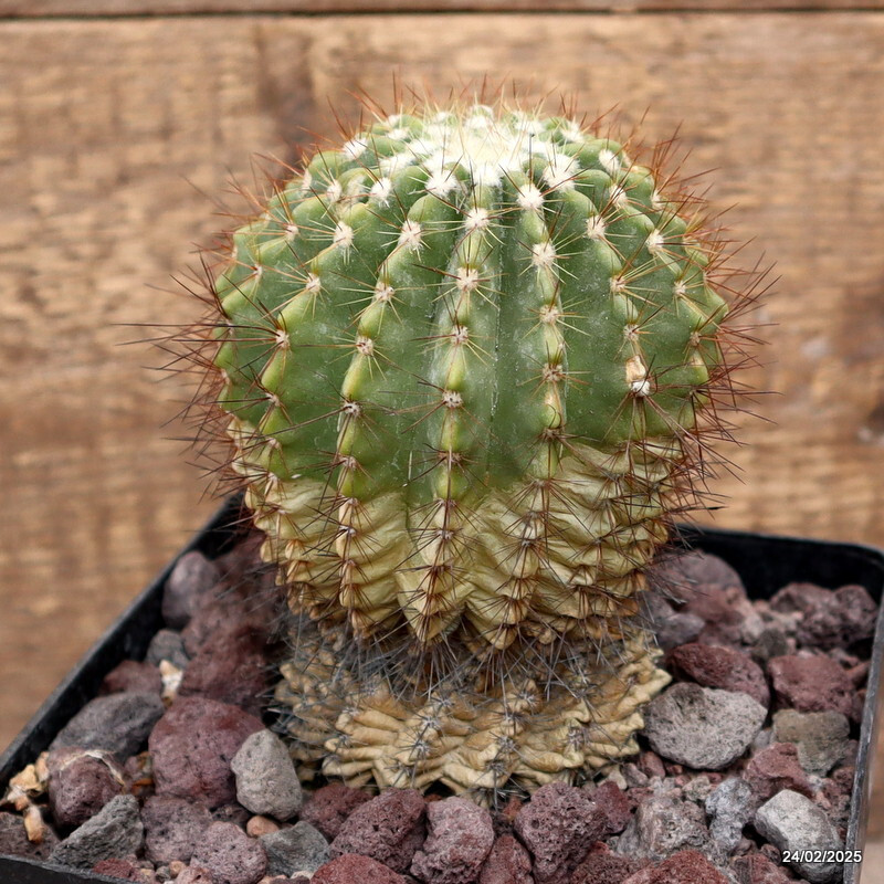 D3776 NOTOCACTUS ROSEULUTEOS pot14-H13-W9 cm MaMa cactus