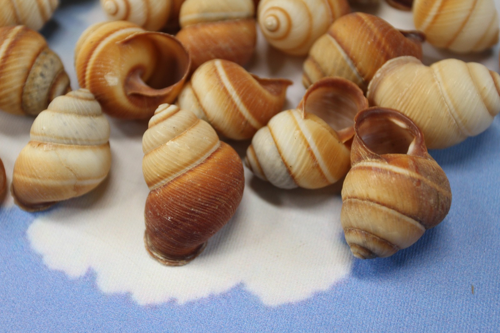 25-BROWN LAND SNAILS,Resin Crafts,Wreath Supply,mosaic supply,gifts SS-588